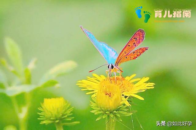 听说胎梦是宝宝在托梦，还能预测性别？看看这些妈妈们是怎么说的