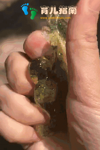 紧急曝光！别再让这玩具走红了，内含致命化学物，已致数人死亡！