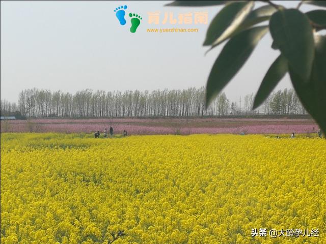 宝宝学趴着的几个要点,一定要注意,不要伤了宝宝