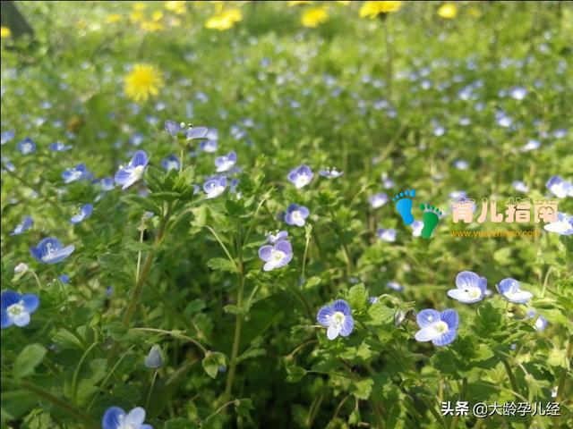 宝宝学趴着的几个要点,一定要注意,不要伤了宝宝