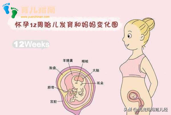 到了这个孕周才被称为胎宝宝”,并且有了两项技能,可爱极了!