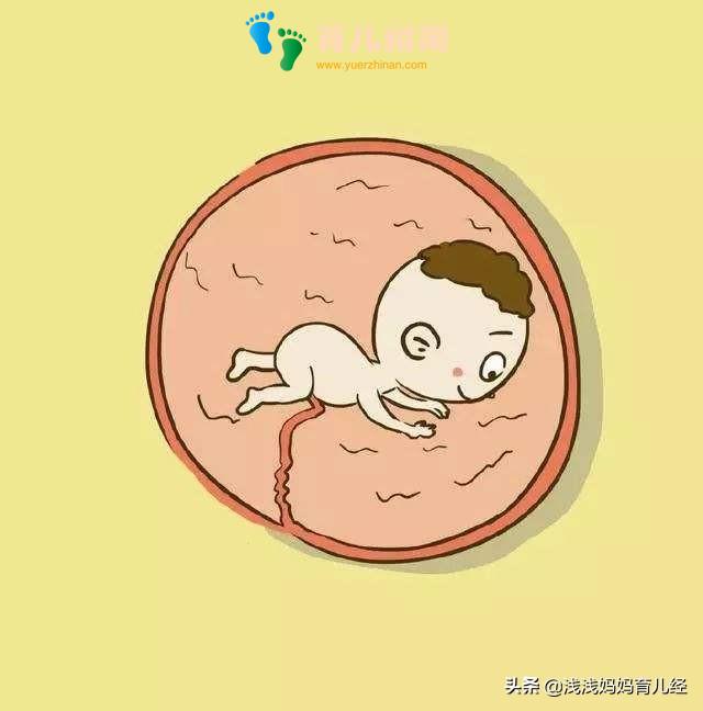 到了这个孕周才被称为胎宝宝”,并且有了两项技能,可爱极了!