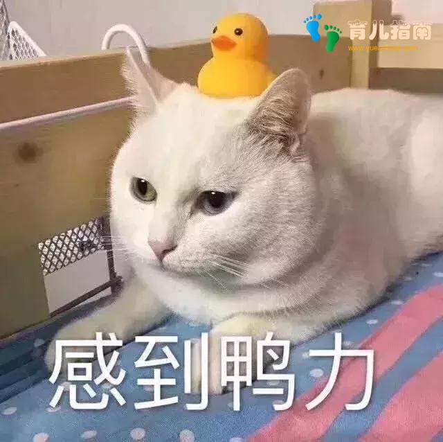 不知不觉:二胎开放5年了,第一批二胎父母已投降”