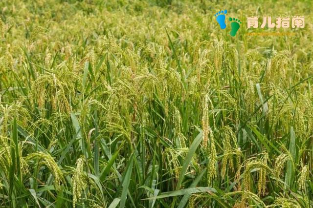 辟谣:米汤赛黄金”?喂多了反倒让娃营养不良,可别好心办坏事