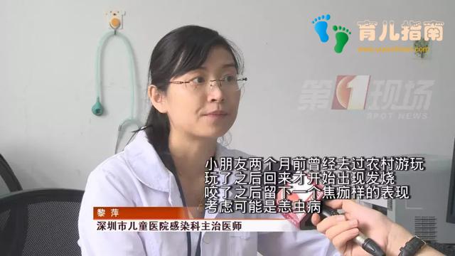 当心!深圳男童被这种小虫咬后高烧10天未退,严重可致命