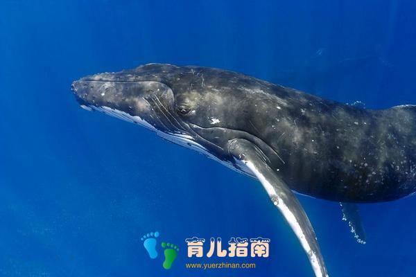 地球上10大怀孕周期最长动物,第一要22个月