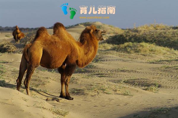 地球上10大怀孕周期最长动物,第一要22个月