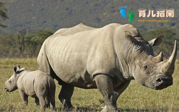 地球上10大怀孕周期最长动物,第一要22个月