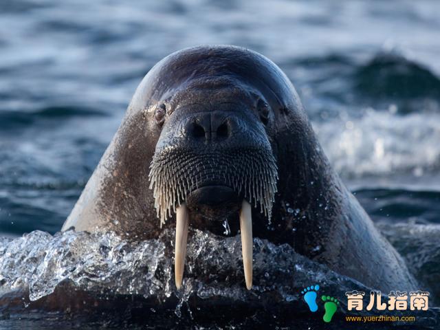 地球上10大怀孕周期最长动物,第一要22个月