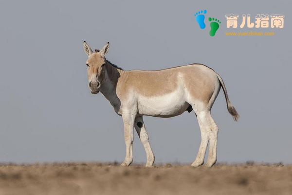 地球上10大怀孕周期最长动物,第一要22个月