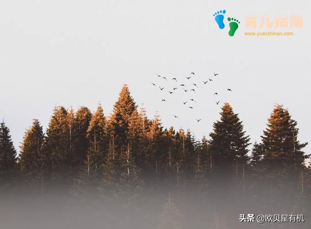 带宝宝出去玩儿,你收藏这些育儿知识了吗?