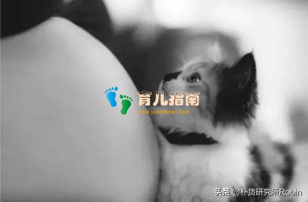 现在的家庭猫狗成群,但怀孕了,怎么办?孕妇与宠物有共存之道