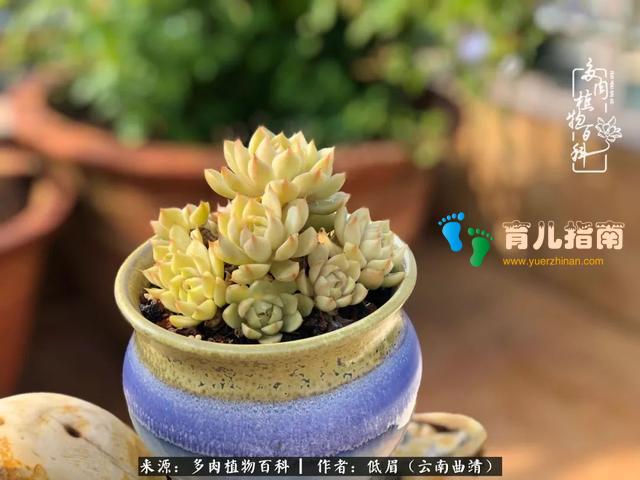 为多肉痴,为多肉狂,开学季,宝妈喜洋洋