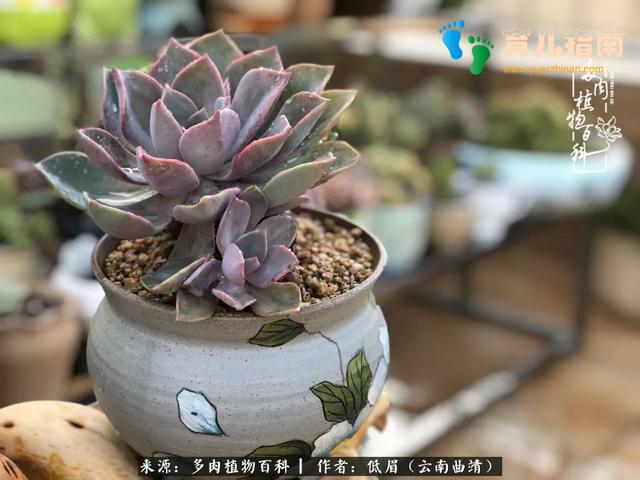 为多肉痴,为多肉狂,开学季,宝妈喜洋洋