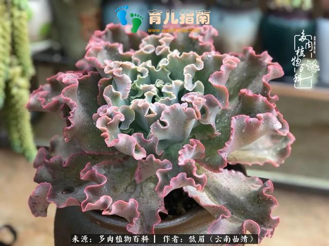 为多肉痴,为多肉狂,开学季,宝妈喜洋洋