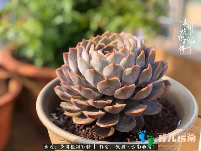 为多肉痴,为多肉狂,开学季,宝妈喜洋洋