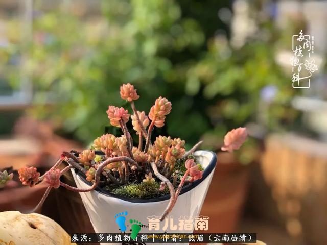 为多肉痴,为多肉狂,开学季,宝妈喜洋洋