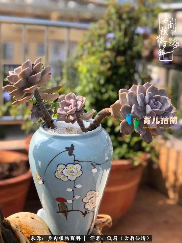 为多肉痴,为多肉狂,开学季,宝妈喜洋洋