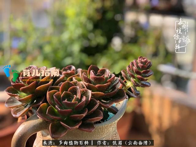 为多肉痴,为多肉狂,开学季,宝妈喜洋洋