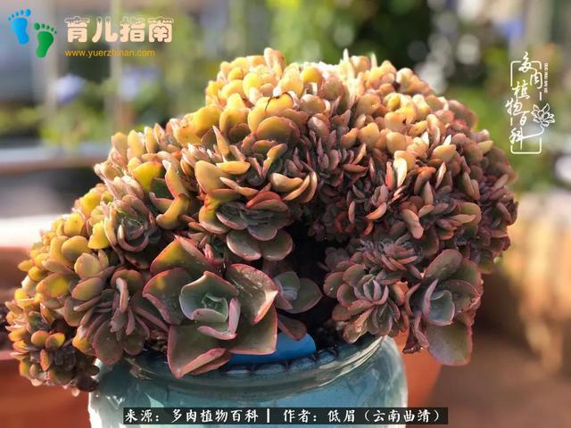 为多肉痴,为多肉狂,开学季,宝妈喜洋洋