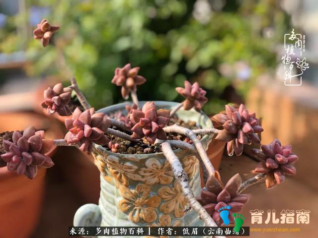 为多肉痴,为多肉狂,开学季,宝妈喜洋洋