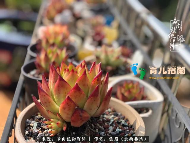 为多肉痴,为多肉狂,开学季,宝妈喜洋洋