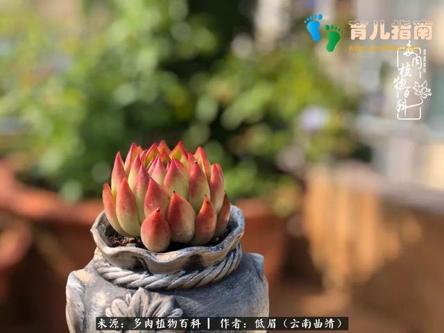 为多肉痴,为多肉狂,开学季,宝妈喜洋洋