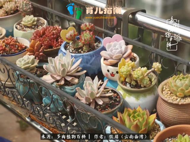 为多肉痴,为多肉狂,开学季,宝妈喜洋洋