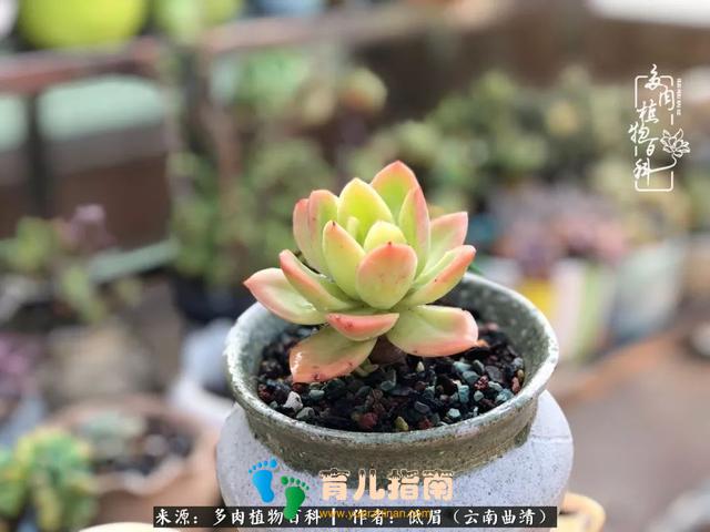 为多肉痴,为多肉狂,开学季,宝妈喜洋洋