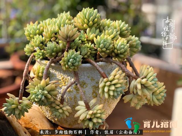 为多肉痴,为多肉狂,开学季,宝妈喜洋洋