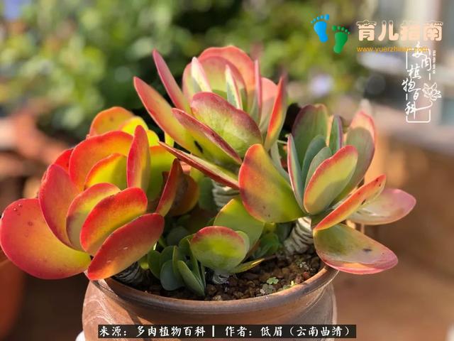 为多肉痴,为多肉狂,开学季,宝妈喜洋洋