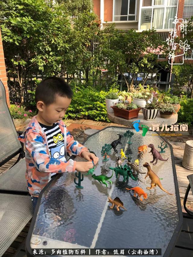 为多肉痴,为多肉狂,开学季,宝妈喜洋洋