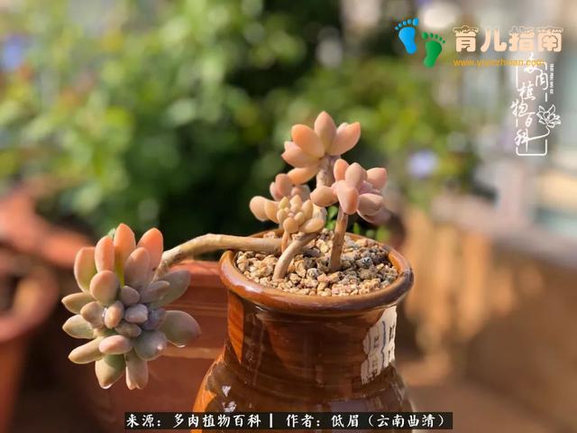 为多肉痴,为多肉狂,开学季,宝妈喜洋洋