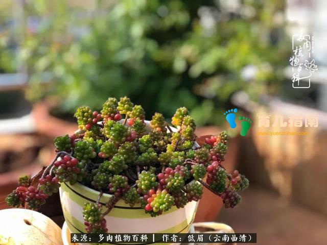 为多肉痴,为多肉狂,开学季,宝妈喜洋洋