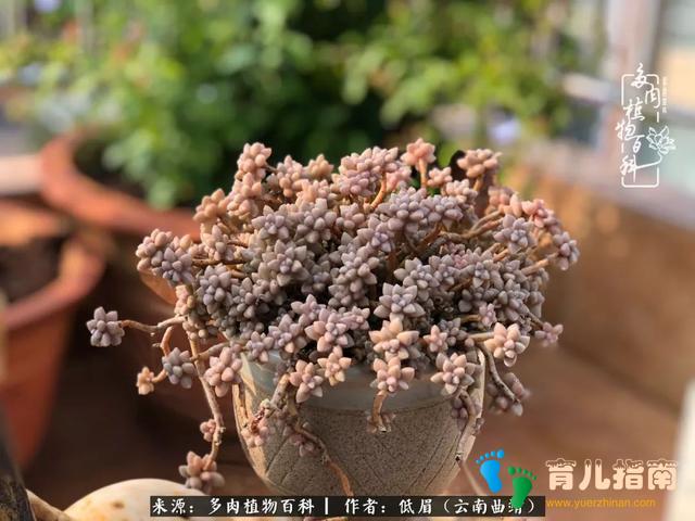 为多肉痴,为多肉狂,开学季,宝妈喜洋洋