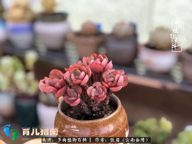 为多肉痴,为多肉狂,开学季,宝妈喜洋洋