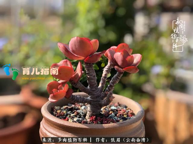 为多肉痴,为多肉狂,开学季,宝妈喜洋洋