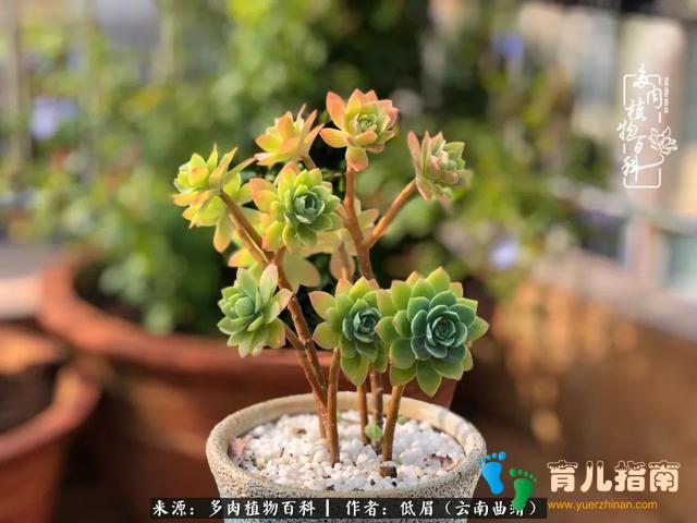 为多肉痴,为多肉狂,开学季,宝妈喜洋洋