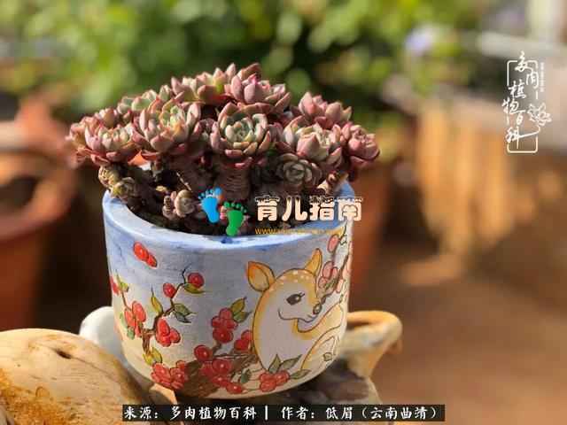 为多肉痴,为多肉狂,开学季,宝妈喜洋洋