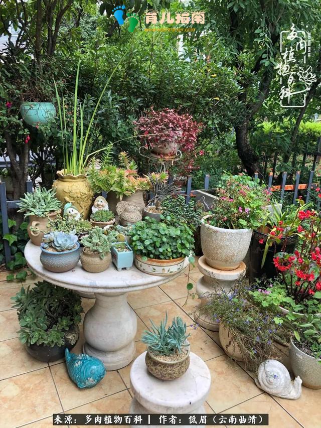 为多肉痴,为多肉狂,开学季,宝妈喜洋洋