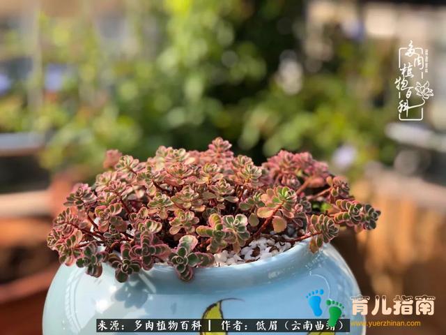 为多肉痴,为多肉狂,开学季,宝妈喜洋洋