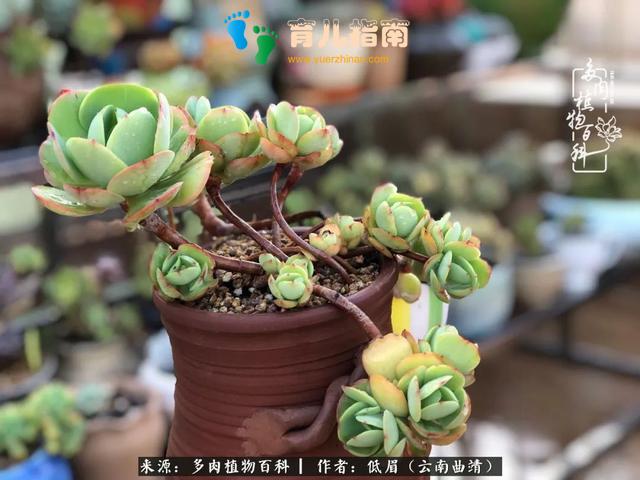 为多肉痴,为多肉狂,开学季,宝妈喜洋洋