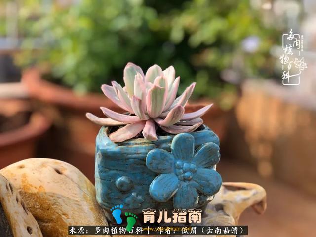 为多肉痴,为多肉狂,开学季,宝妈喜洋洋