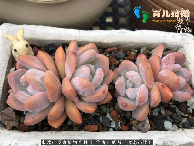 为多肉痴,为多肉狂,开学季,宝妈喜洋洋