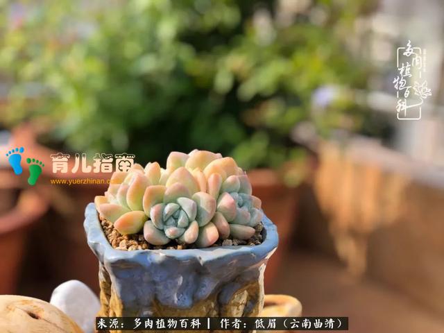 为多肉痴,为多肉狂,开学季,宝妈喜洋洋