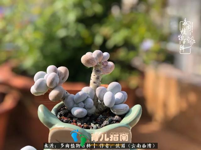 为多肉痴,为多肉狂,开学季,宝妈喜洋洋