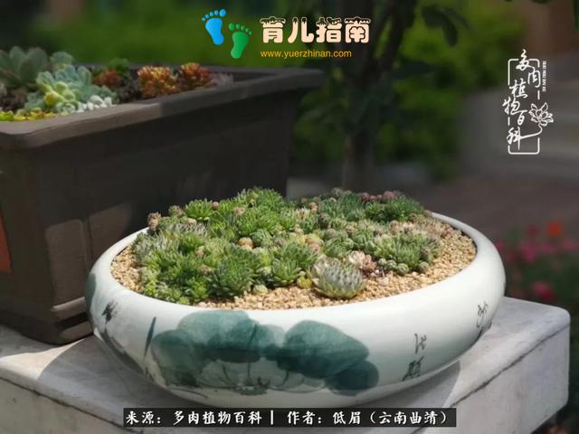 为多肉痴,为多肉狂,开学季,宝妈喜洋洋