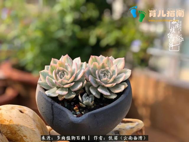 为多肉痴,为多肉狂,开学季,宝妈喜洋洋