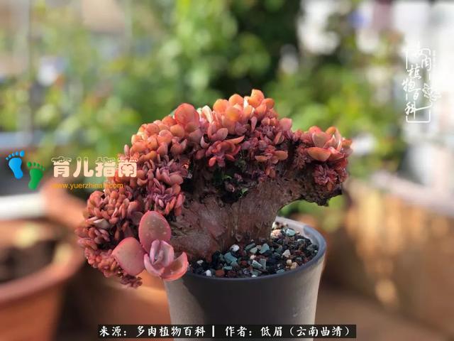 为多肉痴,为多肉狂,开学季,宝妈喜洋洋