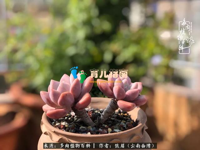 为多肉痴,为多肉狂,开学季,宝妈喜洋洋